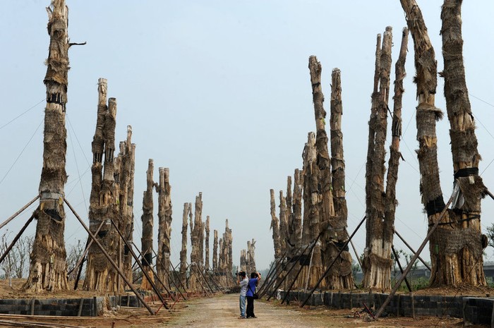 Hàng trăm gốc bằng lăng cổ thụ đã ngoài trăm năm tuổi bị bứng cả rễ bán cho thương lái Trung Quốc