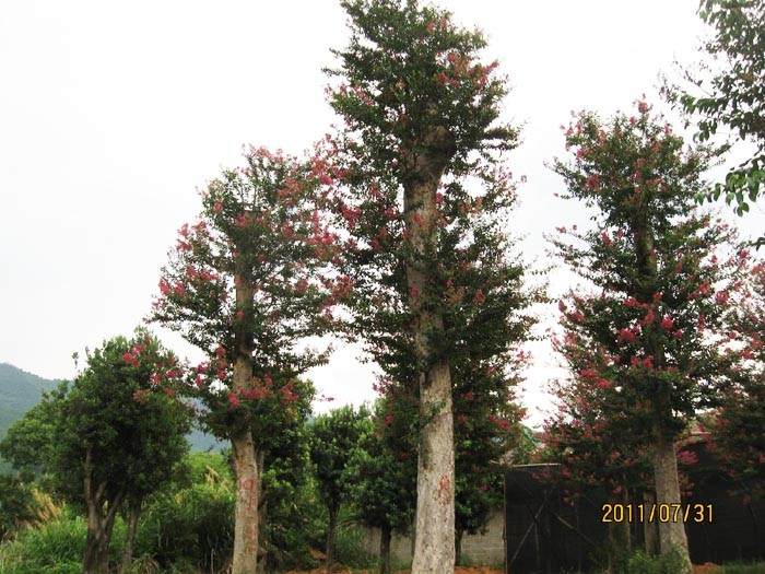 Tại Trung Quốc, bằng lăng được gọi là tử vi, một loại cây rất được ưa chuộng để làm cảnh bởi sắc hoa rực rỡ, và tên loài cây này là tên chòm sao Tử Vi