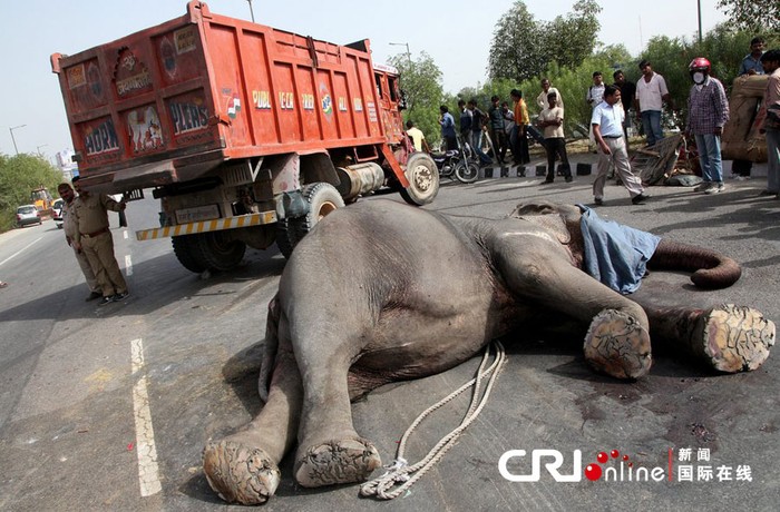 Trước đó không lâu, một chú voi Ấn Độ cũng đã tử vong khi tìm cách băng qua đường và đã bị xe tải lao vào