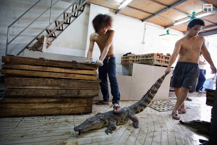 Một nhà hàng ở Quảng Đông chuẩn bị làm thịt một con cá sấu có nguồn gốc từ Việt Nam