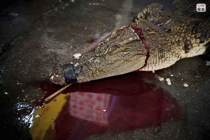 Cá sấu bị chặt riêng phần miệng khi làm thịt