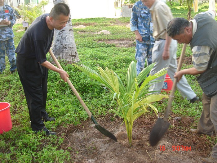 Vương Xương Thái và đồng bọn trồng dừa trên đảo Phú Lâm, Hoàng Sa
