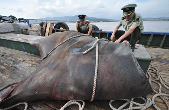 Lực lượng kiểm ngư, biên phòng địa phương Trung Quốc kiểm tra phát hiện con cá đuối nặng hơn 1 tấn trên tàu cá ngư dân Chiết Giang