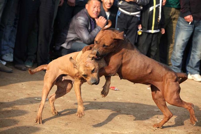 Đấu chó là một thú vui tiêu khiển của người dân Hào Châu, An Huy bị một số tờ báo Trung Quốc lên án