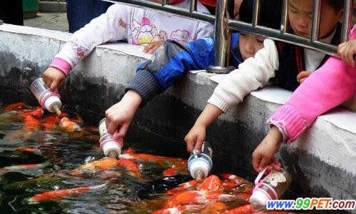 Trẻ em Trung Quốc cho cá cảnh bú bình