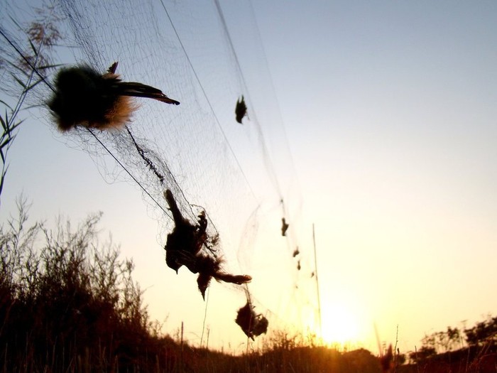 Hơn 200 con chim dính lưới, đại đa số chúng đã chết