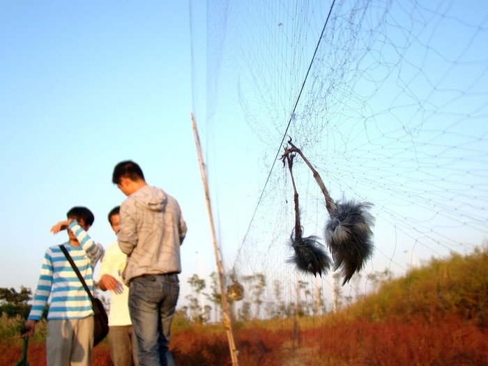 4 sinh viên đi chơi vô tình phát hiện ra lưới bẫy chim