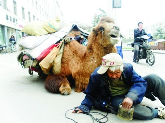 Một ông già 86 tuổi dắt theo lạc đà đi xin ăn