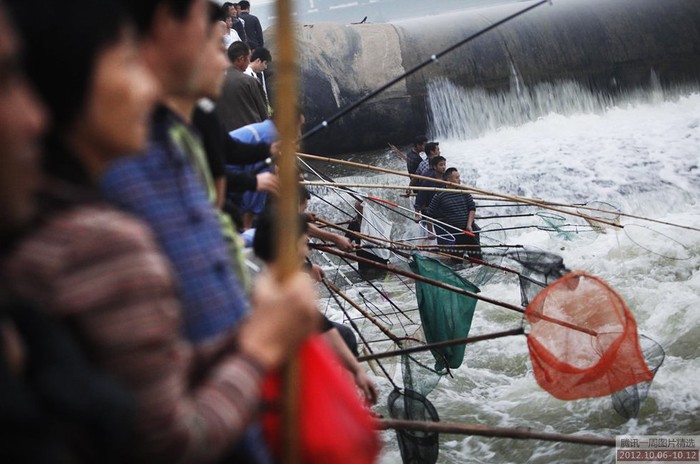 Ngày 8/10 nước sông Lạc Hà dâng cao, nhiều cá xuất hiện, người dân thành phố Lạc Dương, Hà Nam, Trung Quốc đổ ra vợt cá, có người trong 1 ngày đã vợt được hơn 1 tạ, con to nhất gần 20 kg