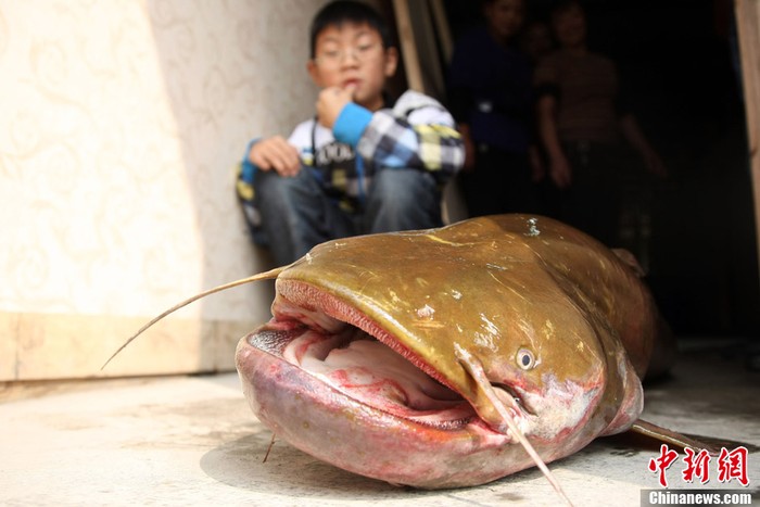 Chú cá trê vàng nặng 22,5 kg