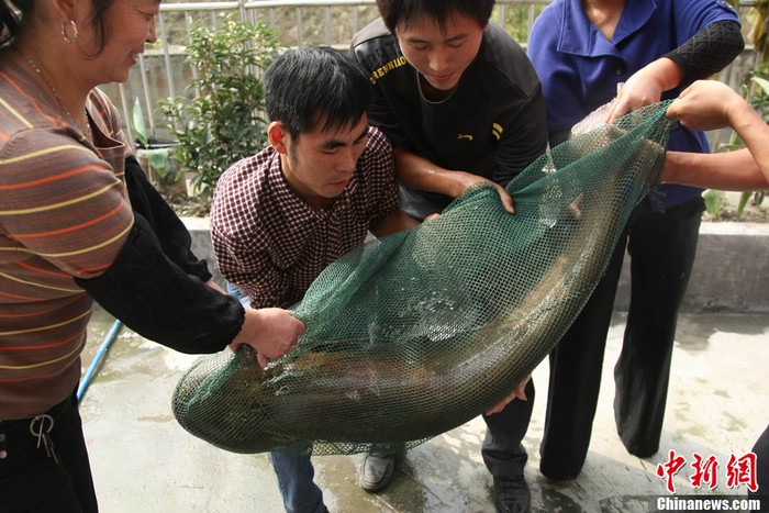 Ở Trung Quốc, hiếm khi câu được cá trê vàng to như vậy