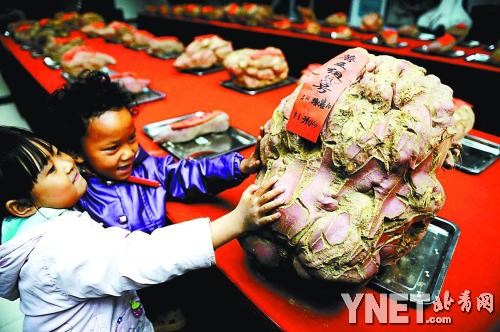 Củ khoai lang đạt giải quán quân "Vua khoai lang 2012" nặng 34 kg