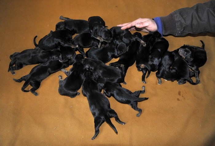20 chú cún con cùng một mẹ