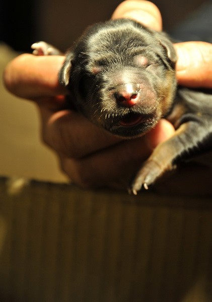 Một chú cún Tây Tạng vừa được sinh ra cùng 19 anh em của nó