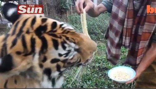 Hổ ăn mì tôm, một điều kỳ lạ chưa từng thấy