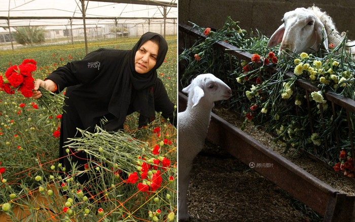 Từ năm 2007 trở về trước, đây là vùng trồng và xuất khẩu hoa nổi tiếng, giờ thì hoa chỉ có thể cắt cho gia súc ăn vì Israel phong tỏa mọi ngả đường thông thương