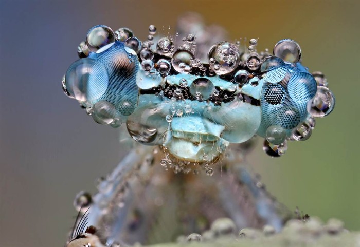 Hình ảnh của một loài côn trùng được ẩn giấu trong những giọt nước mưa sau khi một trận mưa như trút