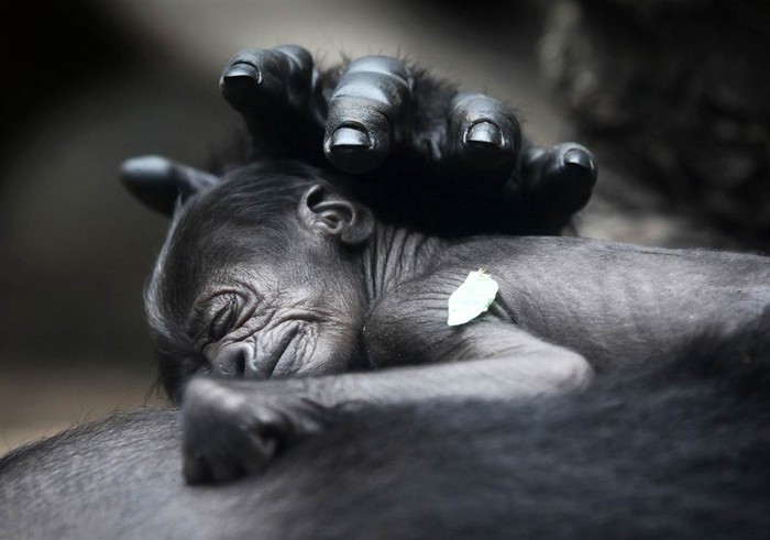 Một con khỉ đột bé ngủ trong vòng tay mẹ của nó tại một vườn thú ở Frankfurt, Đức, vào ngày 12 Tháng Bảy
