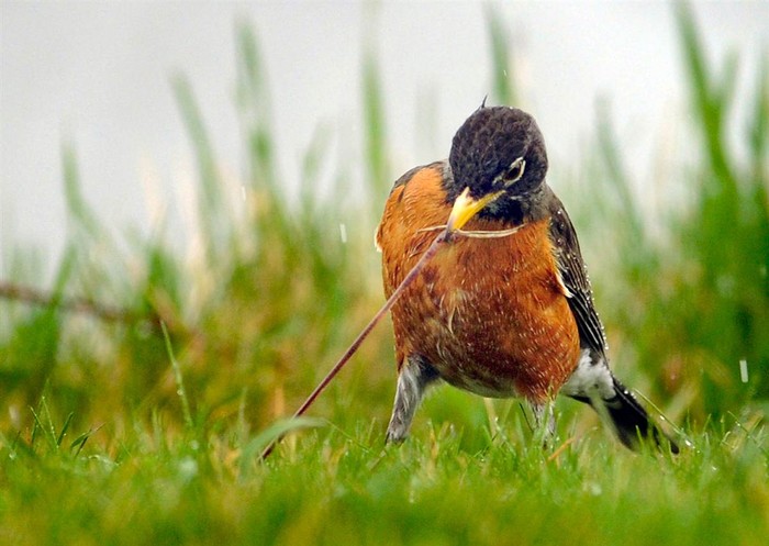 Chú chim Robin kéo một con sâu từ mặt đất vào một buổi chiều mưa ở Racine, Wisconsin, ngày 23 tháng 3.