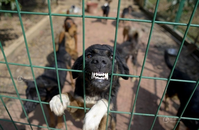 Những con chó lang thang được đội tình nguyện viên thành phố Côn Minh, thủ phủ Vân Nam thu gom về chuồng nuôi nhốt.