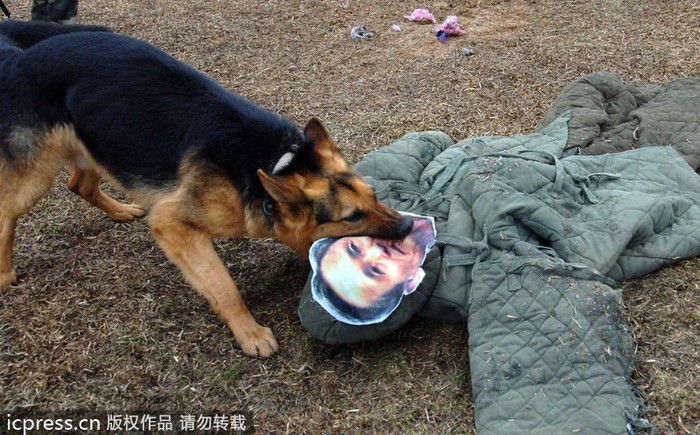 Hình ảnh gây sốc khi lính Triều Tiên "suỵt chó" cắn hình nộm dán ảnh chân dung ông Kim Kwan-jin