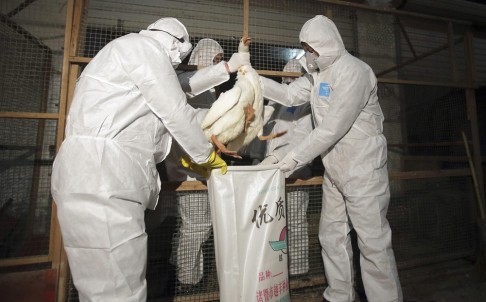 Nhân viên y tế Trung Quốc tiêu hủy gia cầm dập dịch cúm H7N9.