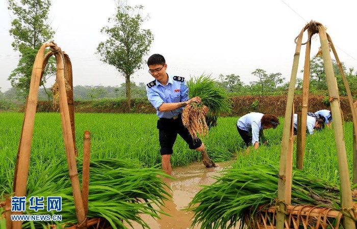 Công chức mới huyện Vũ Thắng, Quảng An, Tứ Xuyên, Trung Quốc xuống ruộng đi cấy với dân.