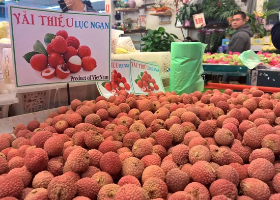 Làm sao để trái vải thiều cũng như các mặt hàng nông sản, hàng hóa Việt Nam tìm được chỗ đứng tại thị trường Mỹ là bài toán đang đặt ra.