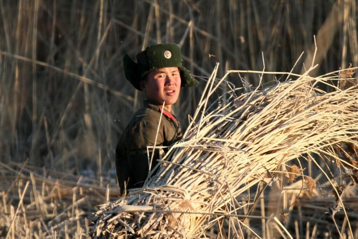 Lính Triều Tiên gặt lúa trên một cánh đồng sát biên giới với Trung Quốc sáng 6/1, ảnh: AP.