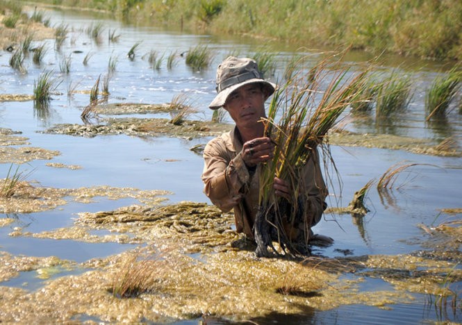 Nhiễm mặn tại Đồng bằng sông Cửu Long, miền Tây Nam Bộ ngày càng khốc liệt, đe dọa trực tiếp đến sinh kế, đời sống người dân. Ảnh: Tấn Thái/Báo Tuổi Trẻ (tuoitre.vn).