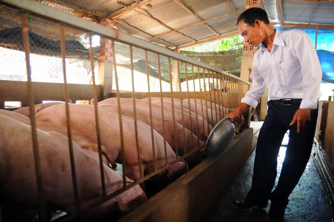 Ông Vy Hướng Mạnh tại trại chăn nuôi heo VietGAP ở huyện Thống Nhất, Đồng Nai - Ảnh: A Lộc / Báo Tuổi Trẻ.
