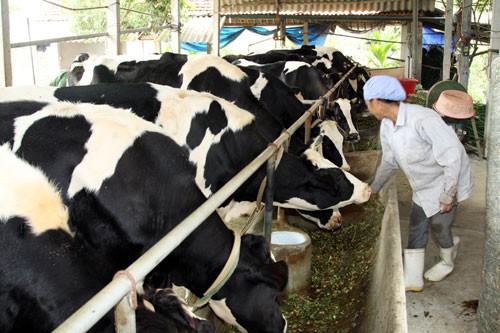 Nếu làm tốt, chương trình sữa học đường tại Hà Nội có thể kích thích ngành chăn nuôi bò sữa thủ đô phát triển. Ảnh minh họa: Báo Hà Nội Mới.