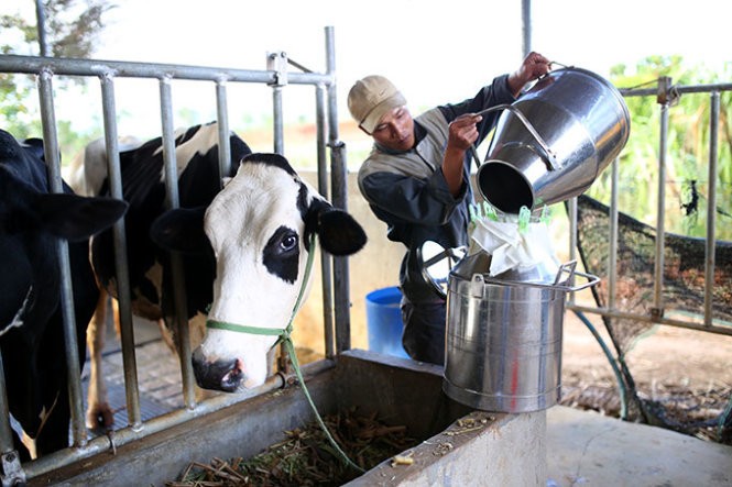 Hình minh họa bài viết &quot; Đề nghị doanh nghiệp thu mua hết sữa tươi cho nông dân&quot; đăng ngày 2/2/2015 trên báo Công an Nhân dân.