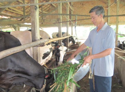 Xã Châu Pha (huyện Tân Thành) được quy hoạch là vùng chăn nuôi bò sữa của tỉnh Bà Rịa - Vũng Tàu, chương trình Sữa học đường được xây dựng nhằm tạo đầu ra cho sữa tươi nguyên liệu địa phương, nhưng đã bị sữa bột pha lại thay thế. Ảnh: Báo Bà Rịa - Vũng Tàu.