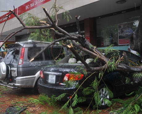 Xe ô tô đỗ trên vỉa hè trước cửa Ngân hàng Hàng hải bị cây đổ làm hư hỏng nặng (Ảnh: báo Quảng Ninh)