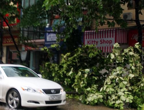 Gió lớn khiến nhiều cây đổ tại Quảng Ninh - Ảnh: Tuổi trẻ