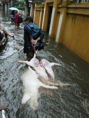 Lợn mang đi tiêu thụ được "rửa" qua nước lụt (Ảnh chụp tại phố Giáp Nhị, phường Thịnh Liệt, Đống Đa - Hà Nội mùa lụt 2008 Vietnamnet).