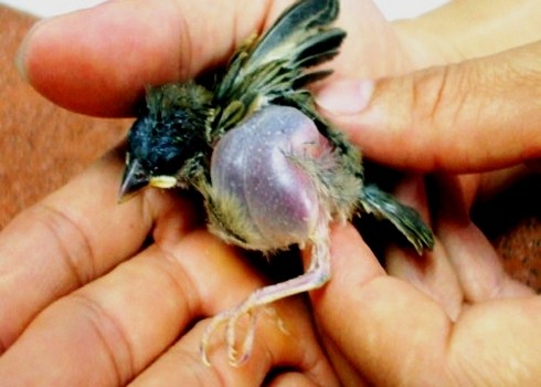 Chú chim sẻ bị thương được Bảo đưa về chữa trị. Ảnh: Nguyễn Văn Bảo