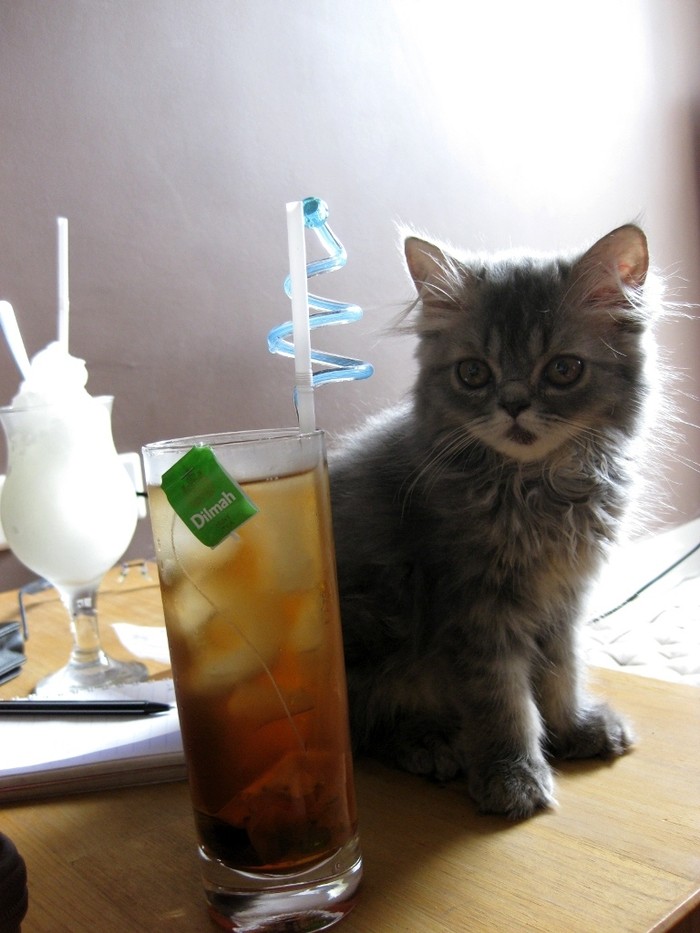 Uống cà phê cùng động vật Nằm trong một ngõ nhỏ của phố Thụy Khuê (Tây Hồ, Hà Nội), quán cà phê mang tên Ailu Cat thật sự là một… thiên đường dành cho những teen yêu mèo ở Thủ đô Hà Nội.