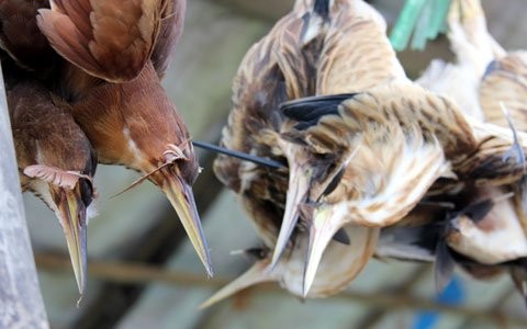 Những loại chim cao như cò, vạc, cói, sau khi dính bẫy thì “được” con người dùng chính lông nhổ trên thân ra, khâu hai mắt của chúng lại. Ảnh Vietnamnet.