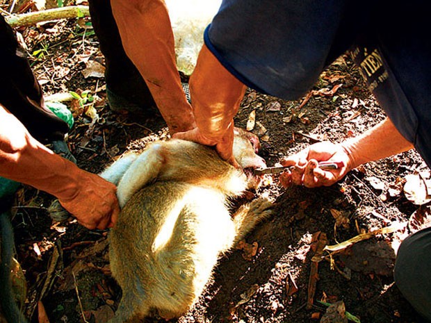 Nhiều người đã không ngần ngại giết thú rừng để phục vụ cho nhu cầu ăn uống. Ảnh: SGTT