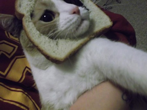 Cách thực hiện không quá khó. Đầu tiên là đeo một miếng bánh mì sandwich lên đầu một chú mèo, sau đó chụp ảnh và chia sẻ trên mạng xã hội, trông những chú mèo giống như đã “mọc” thêm bờm sư tử vậy!