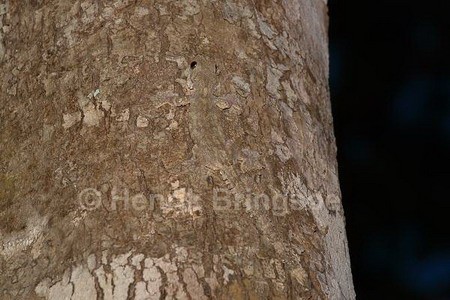 Với lớp da màu nâu sần sùi y hệt vỏ cây, khi bám trên một thân cây gỗ, thạch sùng đuôi thùy như đánh đố đôi mắt của những người tinh tường nhất. Quả thực, sẽ rất khó có thể phát hiện ra nếu như chúng không chuyển động.