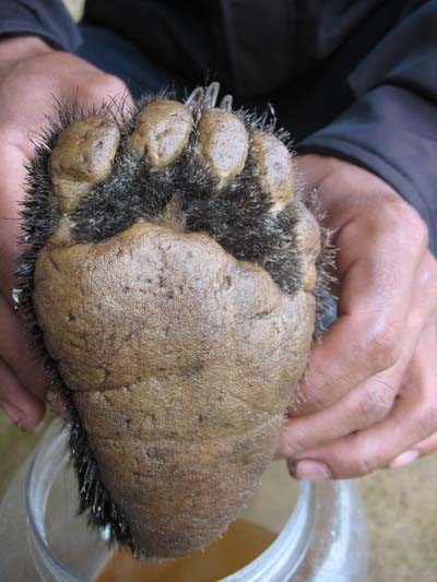 Một "bàn chân lông lá" của con gấu được vớt ra từ hũ rượu tại Mù Cả, Mường Tè, Lai Châu. (Ảnh: Đỗ Doãn Hoàng).