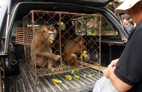 Sau khi bị bắt, nếu còn sống khỉ có thể được đem về nuôi...