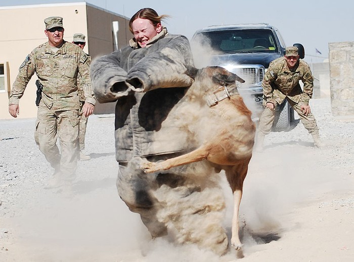 Huấn luyện chó nghiệp vụ tại Kandahar, Afghanistan.