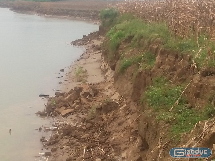Đất canh tác của người dân xã Đôn Nhân bị sạt lở nghiêm trọng dọc bờ sông Lô (Ảnh MC)