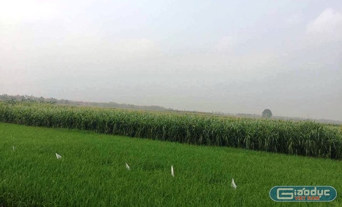 Những cánh đồng lúa mơn mởn của người nông dân đang trước nguy cơ bị xóa sổ vì dự án của Tập đoàn FLC. Ảnh Giáo dục Việt Nam.