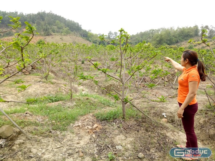 Diện tích đât của gia đình chị Trương Thị Yến đang trồng cây Na, Vải cho thu nhập hàng năm cả trăm triệu nhưng chị đang lo lắng về dự án siêu nghĩa trang An Phúc Viên sẽ &quot;nuốt&quot; trọn diện tích đất của gia đình chị (ảnh nguồn Giáo dục Việt Nam)