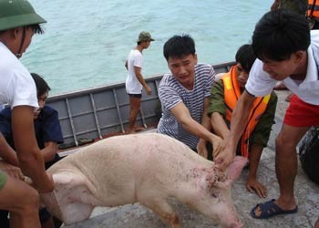 Tàu cập đảo Sinh Tồn, Trường Sa. Bắt và đưa "hàng" lên đảo khá vất vả vì lợn được thả tự do trên tàu.